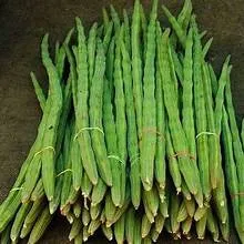 Moringa - Sahajan - Senjana